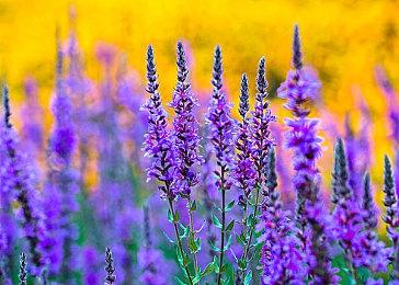 亚马逊：3A级新《古墓丽影》游戏距离正式公布不远了