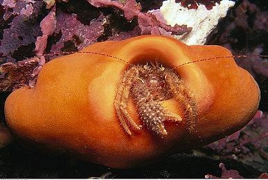 《生化危机4：重制版》制作人：游戏几乎没有“QTE”